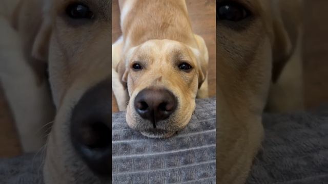 Хитрый милый пёс ?