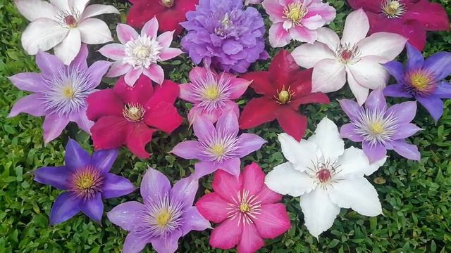 CVETOVI KLEMATISA...❤☺🌸