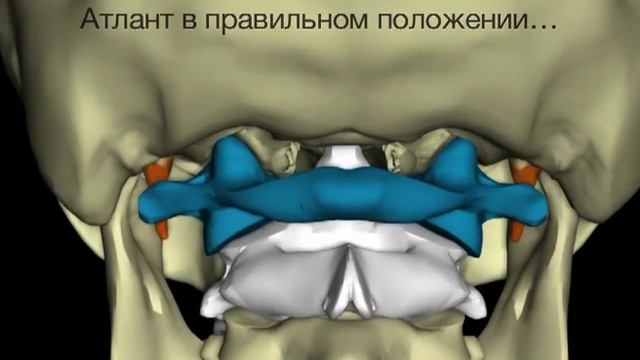 Правильно поставленный Атлант очень важен для здоровья!