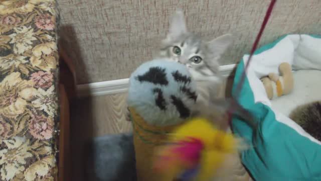 Муся сентябрь 2015