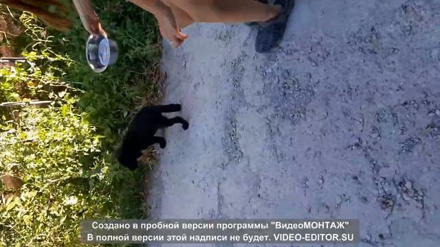 Щенок лабрадора 