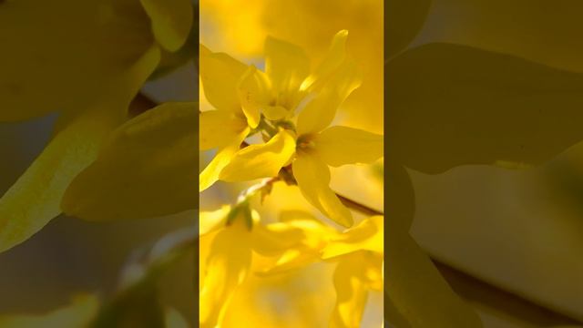 Красота Цветов