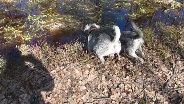 шнауцер на прогулке-3