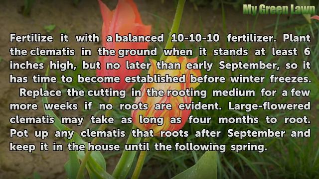 How To Take Cuttings From Clematis