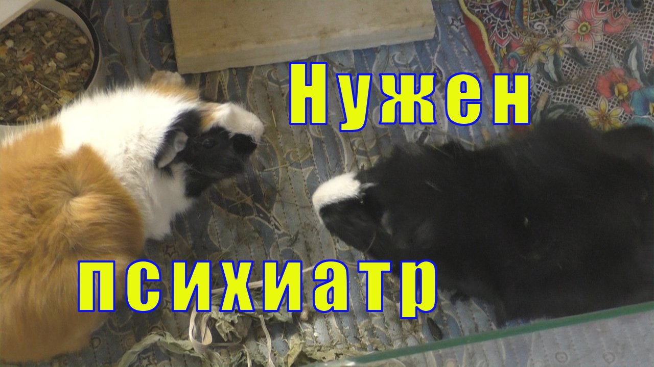 БУЙНЫЙ СВИН ТРИШКА АТАКУЕТ