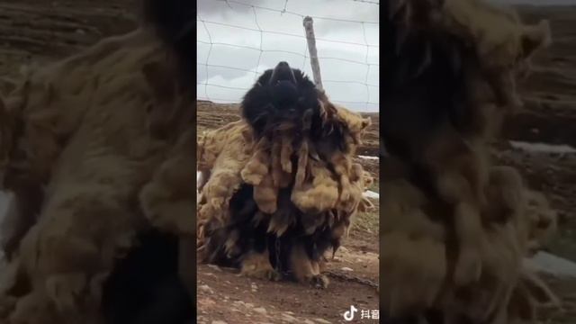 TIBETAN MASTIFF 3 /ABORIGINAL DOG IN MOUNTAIN