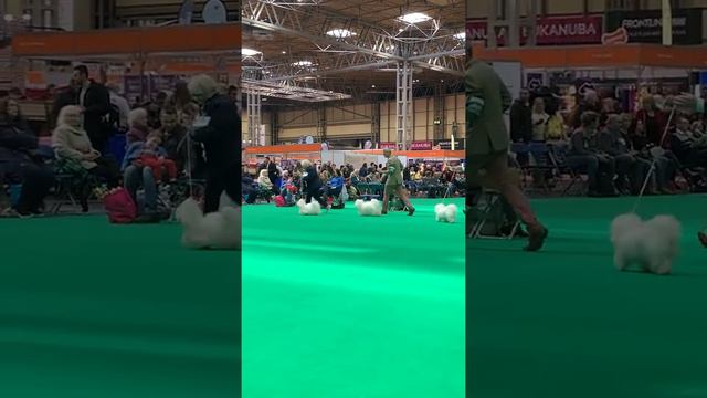 Coton De Tulear Best Puppy 2019