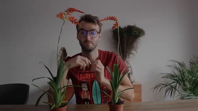 Plant Lover : Tillandsia Dyeriana 🧡