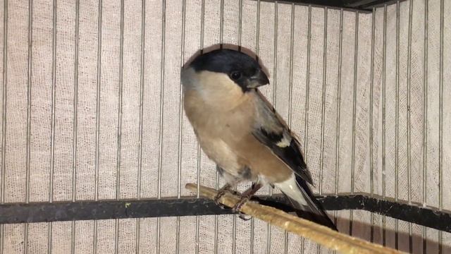 Как мы спасли раненую птицу.