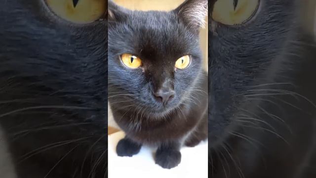 Мой любимый котик Хосэ