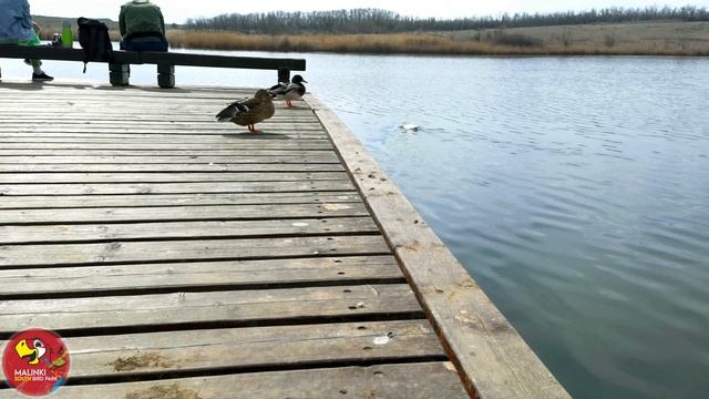 Малинки южный парк птиц