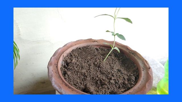 How To Grow Stevia Plant / How To Grow Stevia Plant In Container / How To Grow Stevia Plant At Home