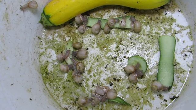 Видео 6. Виноградные улитки - Жор у маленьких улиток - Кормление обрезками огурцов