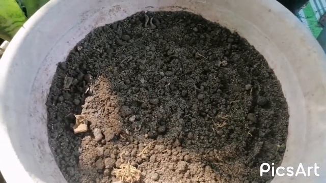 How To Propagate Our Anthurium Plowmanii (Wave Of Love) From  Fresh And Dried Seeds