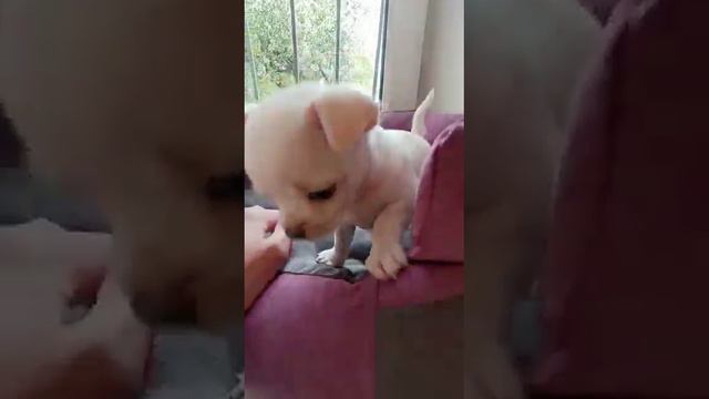 Вольф чихуахуа, сынок от нашего Ролекса, видео от заводчика, питомник чихуахуа Кастропуло+ЛСми Голд