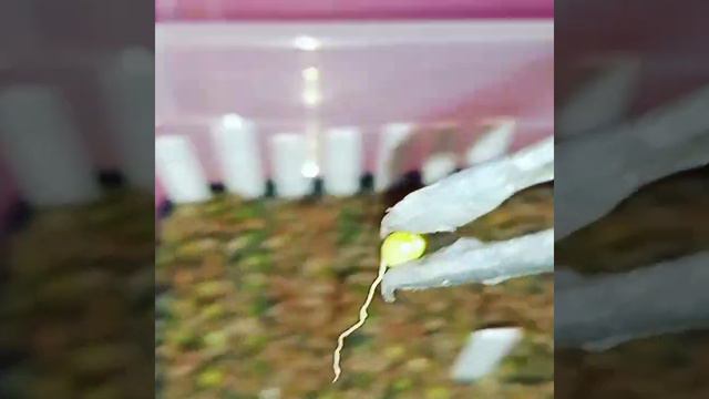 Пикировка кактусов и суккулентов.