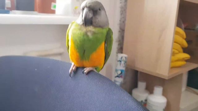 Тебе надо, вот и учись петь. А я не буду))😂. Сенегальский попугай.