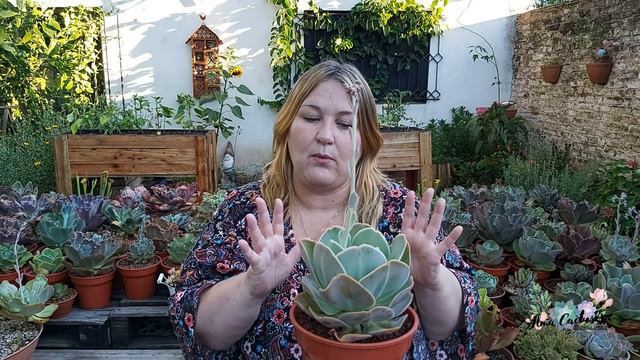 Echeveria Gibbiflora