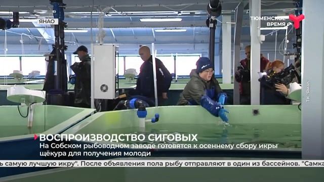 Воспроизводство сиговых | ЯНАО