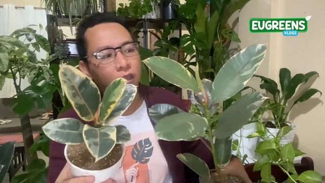 Easy To Care For Plant Families: Pothos, Scindapsus And Elastica Edition
