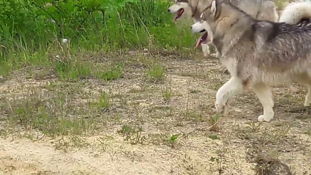 Питомник от Филипповой на прогулке