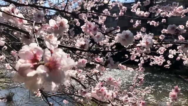 Ялта. Река Водопадная. Пушкинская ул. Весна! Все в цвету! 02.04.21. Крым. Yalta. Crimea.