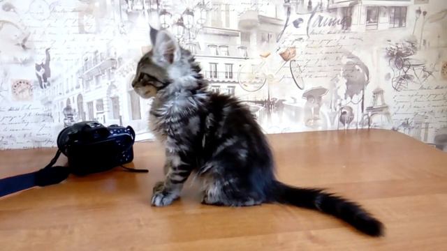 CARL COX Мальчик Серебрянный мрамор