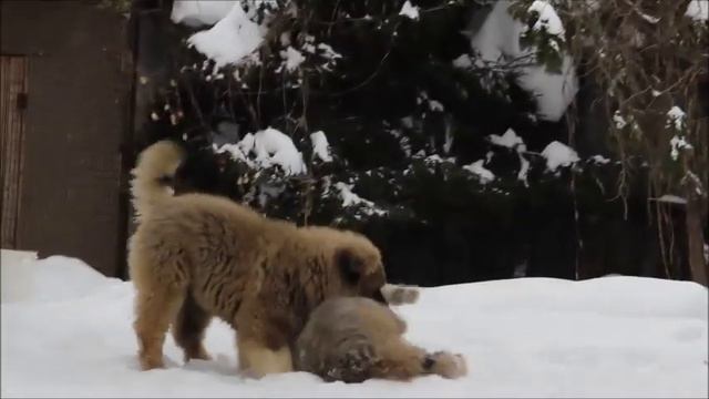 прогулка февраль 19 г
