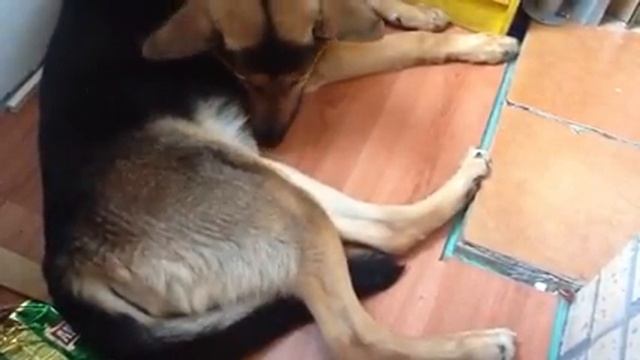 Собачий сон