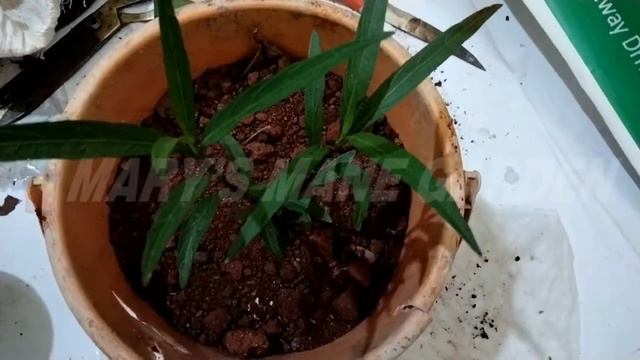 ಮೆಕ್ಸಿಕನ್ ಪಿಟ್ಯೂನಿಯ | Mexican Petunia |  How Do You Take Care Of A Mexican Petunia?