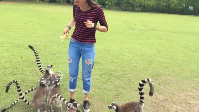 Shanghai Wild Animal Park Шанхай Китай