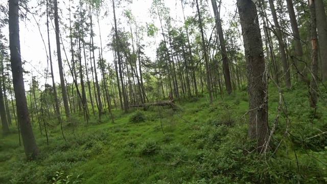 Жорик пропал на болотах