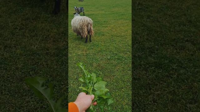 Фиаско #животные #ферма #овечки #барашки