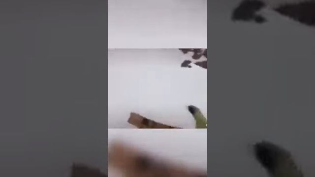 Кешик может обратно !