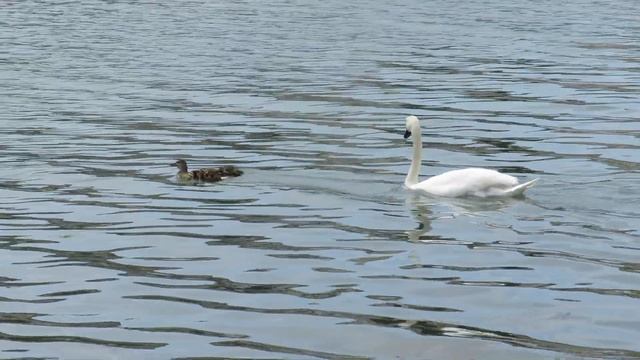 Лебедь-шипун и семья крякв.