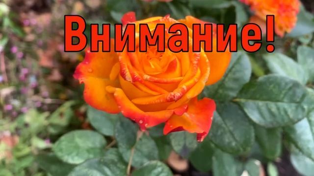 22 октября День Якова. Что нельзя делать 22 октября. Народные традиции и приметы и суеверия