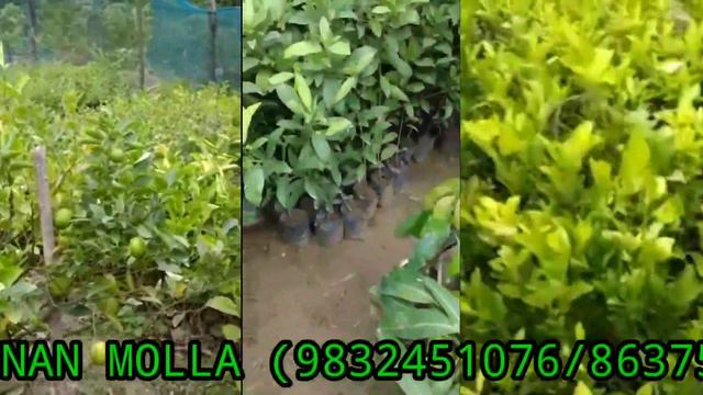 10 TYPES OF LEMON PLANT AND 18 TYPES OF MANGO PLANTS AVAILABLE HERE || IMRAN NURSERY || KOLKATA