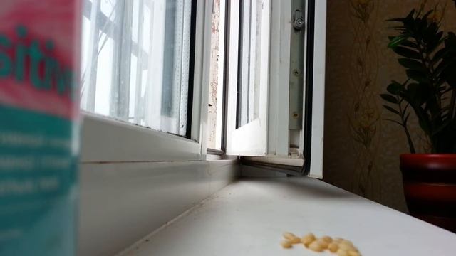 Синица тырит кедровые орешки