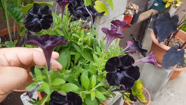 Reto No. 01 Plantas Negras Que Hay En Nuestro Jardín, Challenge No. 01 Black Plants In Our Garden