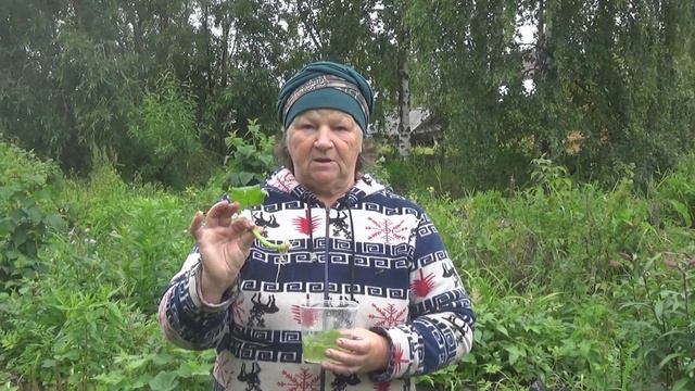 Черенкование огурцов