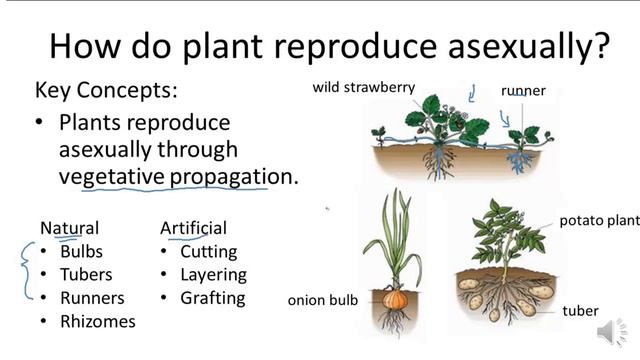 Class 12th Biology  Chapter 1 How  Organisms Reproduce