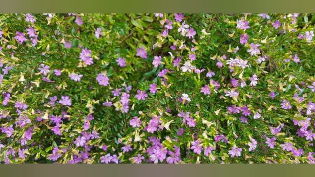 JAPANSKA MIRTA JE PRELEPA  BILJKA KOJA NEUMORNO CVETA SKORO CELU GODINU MIRISNIM   CVETIĆIMA