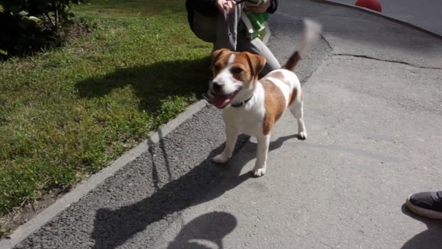 В пеший поход с кошкой