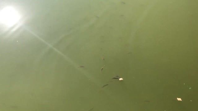 МНОГО КАРАСИКОВ. КАРПЫ В ПРУДУ НА ДАЧЕ. ПОДРАСТАЕТ КОРМ ДЛЯ ХИЩНЫХ РЫБ.