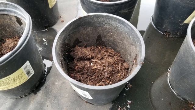 How To Propagate Rose Scented Geraniums