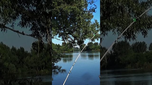 лещ на крокодил