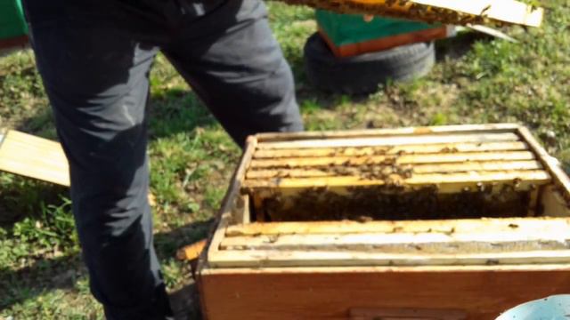 1 мая 2017г  Весеннее расширение семей.