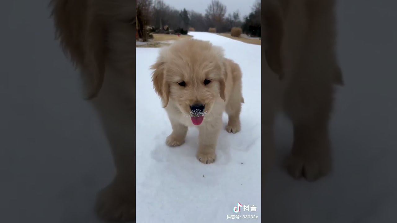 ♡ Щенок, полный радости и энергии.