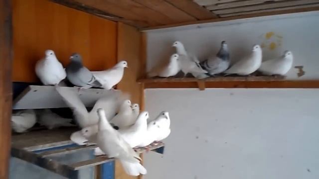 Голуби в голубятне мороз -20.  17 12 2016г