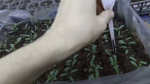 Всходы и полив астры, пикировка лобелии